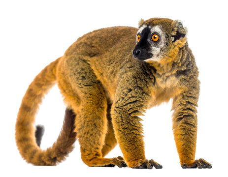 A close-up studio shot of a lemur with brown fur and striking orange eyes, standing and looking towards the right side