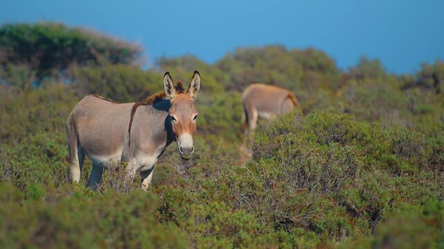 Two wild donkeys (Equus africanus asinus) graze among the green and brown scrub brush in a dry, desert-like environment near the beaches of Dibab and Bimmah, Oman.