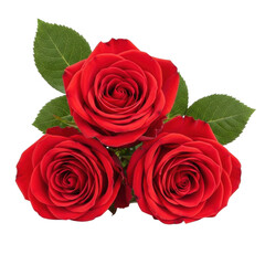 Naklejka premium Trio of elegant red roses with green leaves, beautiful floral arrangement as an isolated subject for romantic and wedding graphics.