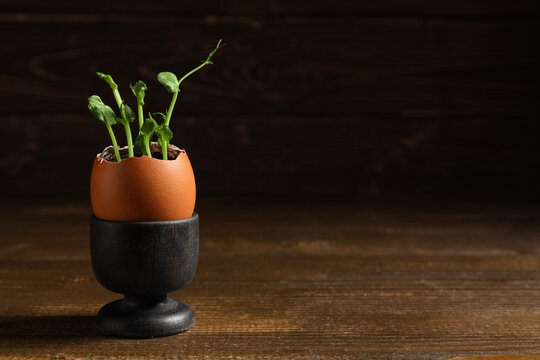 Egg shell with seedlings on wooden background