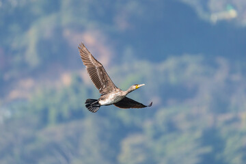 Great Cormorant in flight with wings fully spread above water, showing its large dark body and long neck. A powerful waterbird captured in natural wetland habitat.