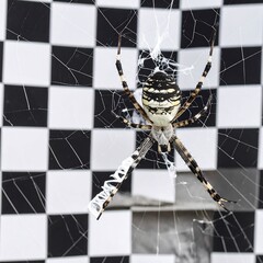 Spider in web against checkerboard