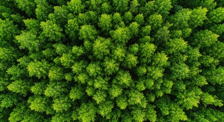 Fototapeta premium Aerial view of lush green forest canopy providing a vibrant natural backdrop