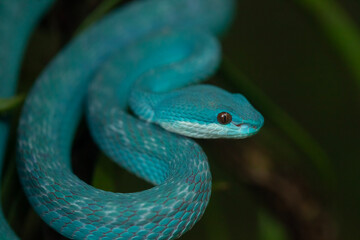 Fototapeta premium A poisonous snake of the viper type called blue insularis