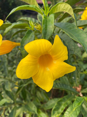 beautiful allamanda flowers in the garden