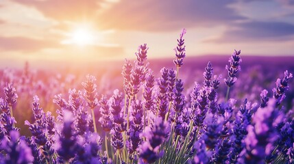 Fototapeta premium Lavender field at sunset purple blooms under a golden sky