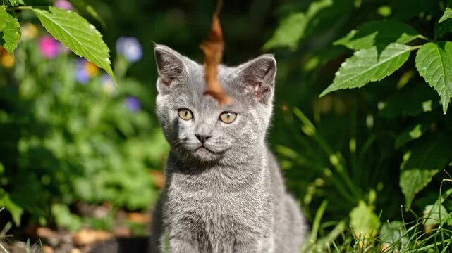 Close-up portrait of a curious gray kitten looking directly at the camera with a blurred garden background and a laser pointer beam on its head.