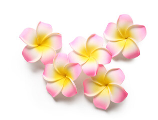 Many beautiful pink plumeria flowers on white background