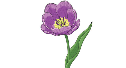 Obraz premium Single purple tulip flower with detailed petals and a green stem standing elegantly against a white background in a botanical style.