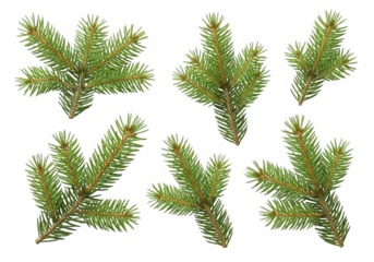 Collection of fresh green fir tree branches on a black background