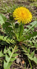 Vibrant dandelion blooms capturing the essence of a sunlit springtime meadow scene