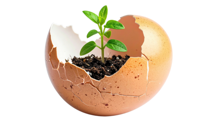A small green plant sprouts from a cracked eggshell filled with soil