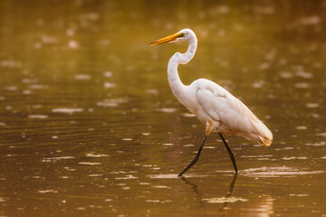 Fototapeta premium A Great Egret wades gracefully through calm morning water, its white feathers glowing in the soft golden light.