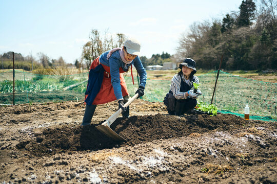 畑で鍬を使って作業する女性達