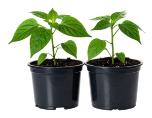 Two small leafy green plants growing in black pots on a plain background