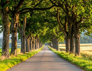 Obraz premium Symmetrical, sun-drenched road tunnels under a canopy of green trees in the countryside on a bright, sunny day