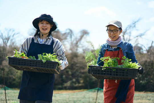 畑に苗を運ぶ女性達