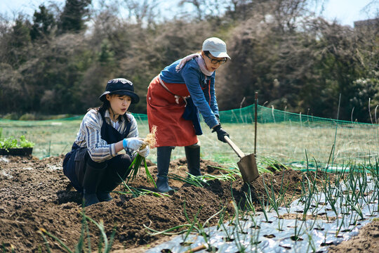 畑で鍬を使って作業する女性達