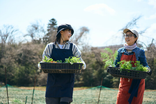 畑に苗を運ぶ女性達