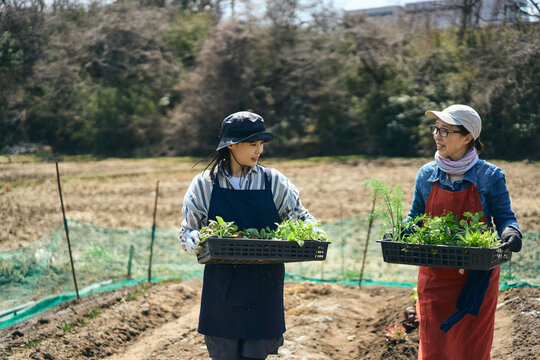 畑に苗を運ぶ女性達
