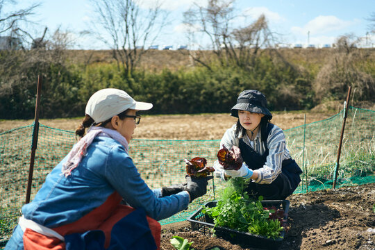 畑で野菜の苗を植える女性達