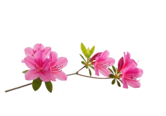 Vibrant pink azalea flowers bloom against a stark black background