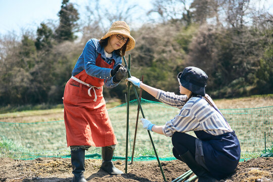家庭菜園で支柱を立てて作業する女性達