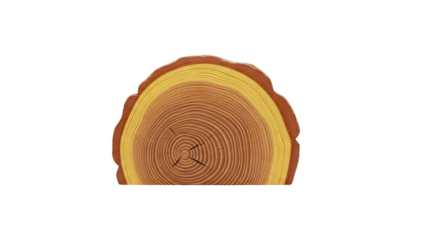 Realistic Wood Slice Texture with Rings and Bark