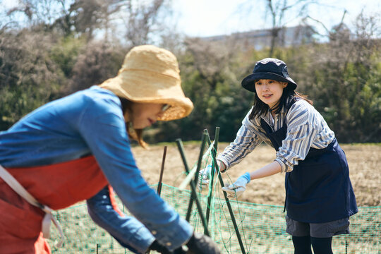 家庭菜園で支柱を立てて作業する女性達