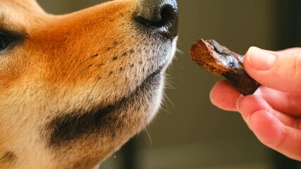 Extreme close up cute shiba inu dog licking its lips in anticipation before gently taking delicious brown treat from owner hand, showcasing animal training, reward concepts. Shiba inu dog eating treat