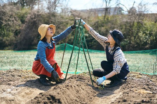 家庭菜園で支柱を立てて作業する女性達