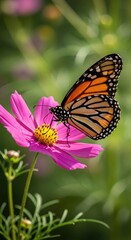 Fototapeta premium Vibrant monarch butterfly gracefully perches upon a delicate cosmos flower blossom