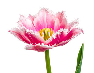 A close-up view of a pink tulip with white fringed edges and a yellow center, set against a black background