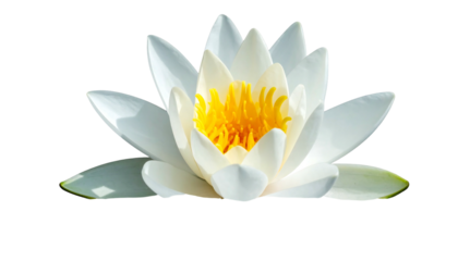 A close-up view of a pristine, isolated water lily. The white petals gently unfold, revealing a vibrant yellow center. Dark background