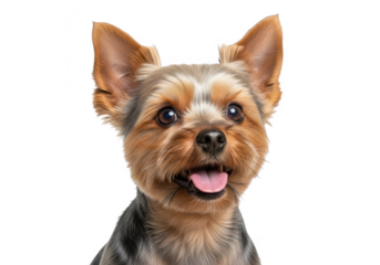 Close up portrait of a cute yorkshire terrier dog with its tongue out