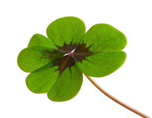 A close-up view presents a vibrant green four-leaf clover against a stark black backdrop, showcasing natural beauty
