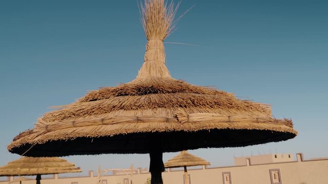 Thatched beach umbrellas provide shade against the clear blue sky. These parasols offer a tranquil escape on the sandy beach. The simple design and natural materials create a relaxing atmosphere,