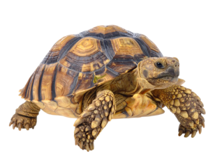A close-up view presents an adult tortoise, showcasing its patterned shell and textured skin, isolated against a transparent background