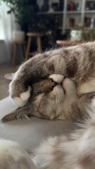 A cute domestic cat is fast asleep, covering its face with a white paw. This adorable, relaxed pose in a cozy indoor setting captures a moment of peace and comfort, perfect for pet-related content.