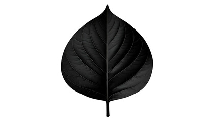 A symmetrical, high-contrast, black and gray leaf against a deep black background