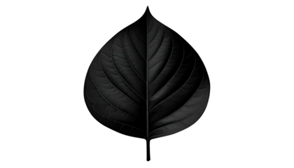 A symmetrical, high-contrast, black and gray leaf against a deep black background