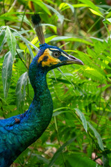Green Peafowl - Pavo muticus, beautiful large ground bird from the bushes and woodlands of Southeast Asia, Vietnam.