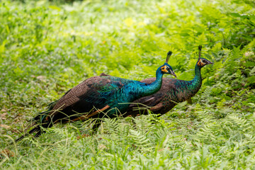 Green Peafowl - Pavo muticus, beautiful large ground bird from the bushes and woodlands of Southeast Asia, Vietnam.