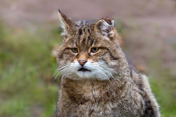 Kopf einer europ&auml;ischen Wildkatze in der Frontale