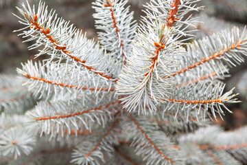Fir tree branch with needles, close up. Winter background.