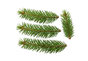 Four green fir tree branches against a black background