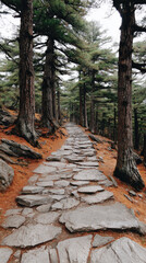 Stone path through pine forest with autumn needles