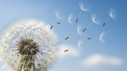 Dandelion seedhead against blue sky
