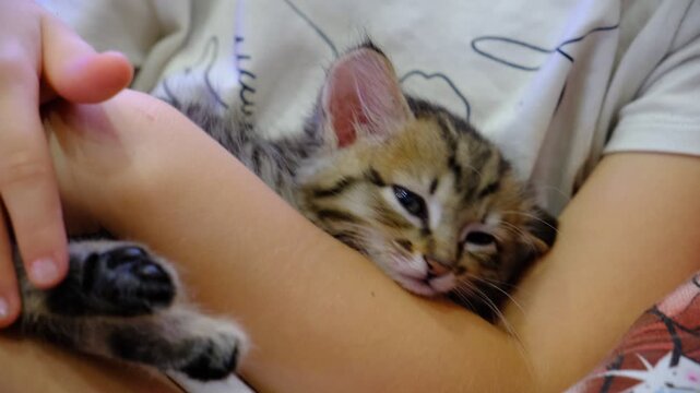 Child softly petting kitten, consoling feline. Domestic cat, kitten shaking head and ears,  may be cause of ear mites, allergies, foreign bodies, infection disease and other ear problems. 