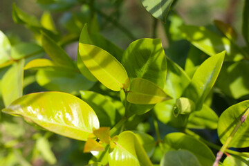 Fresh cowa leaves on tree
